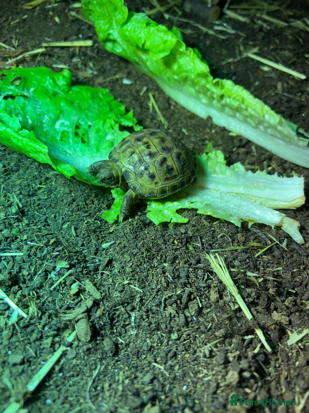 Tortoise reptiles for sale: STUNNING UK BRED HORSEFIELD BABIES - Advert 1