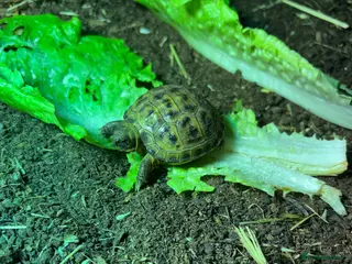 Tortoise reptiles STUNNING UK BRED HORSEFIELD BABIES - Advert 15