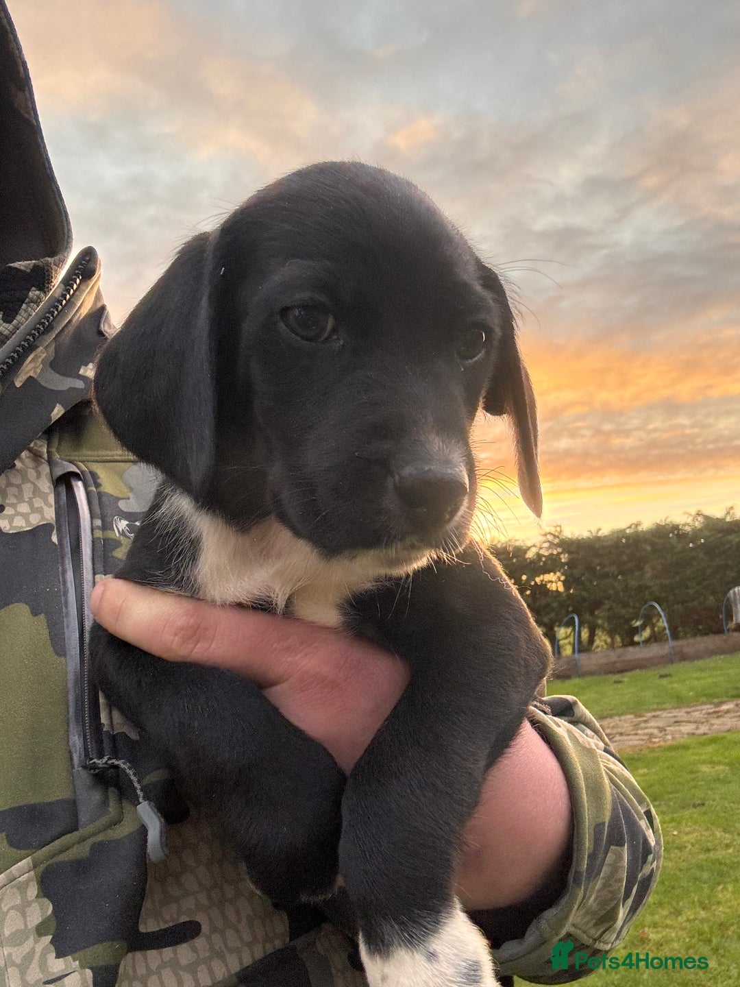 Labrador Retriever dogs for sale: Labrador x GWP - Image 1