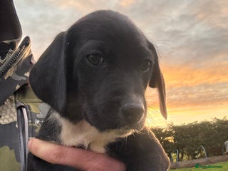 Labrador Retriever dogs - Advert 6