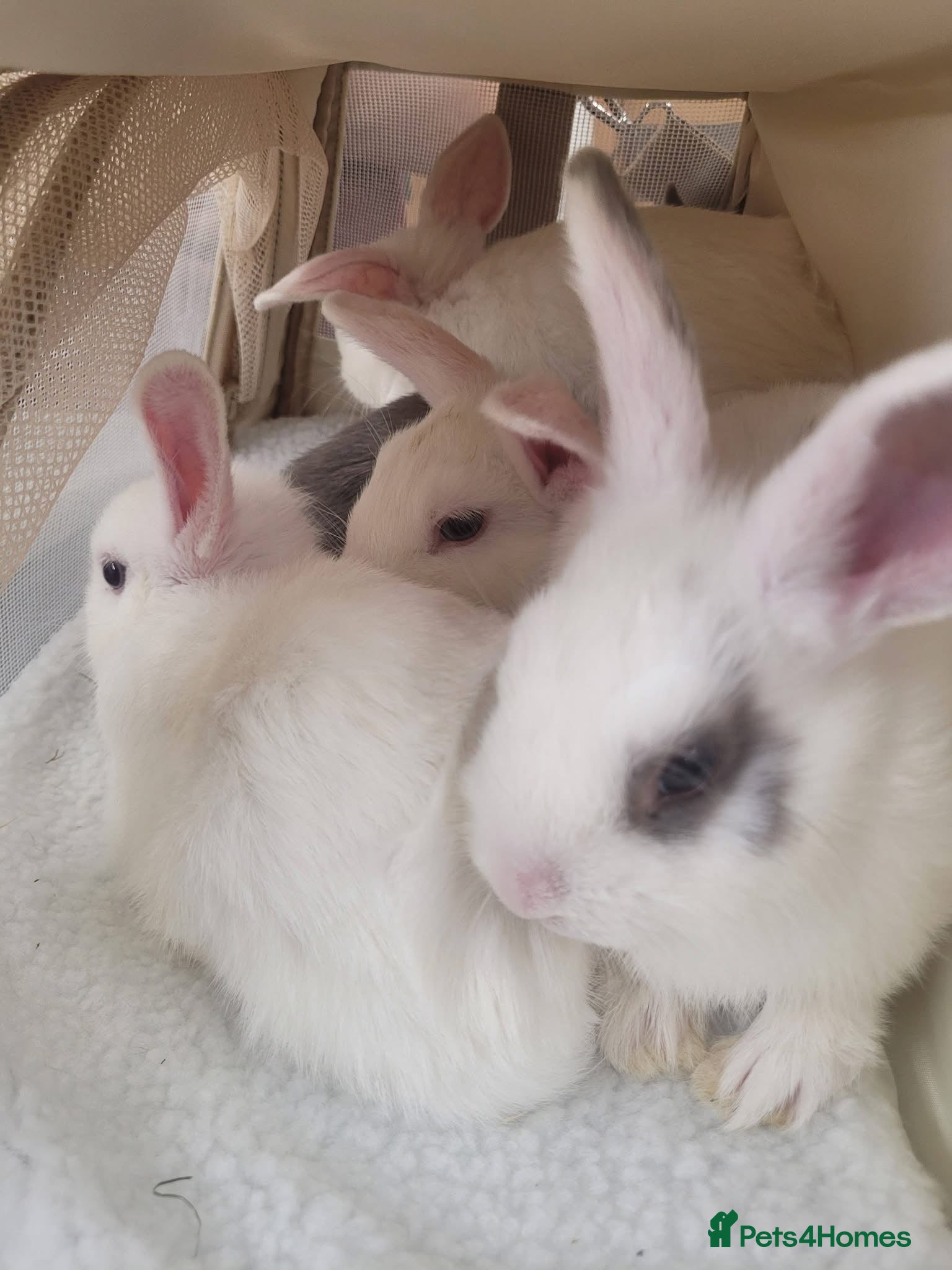 Mixed Breed rabbits Netherland dwarf x mini lop bunnies - Advert 16