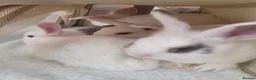 Mixed Breed rabbits for sale: Netherland dwarf x mini lop bunnies - Advert 1