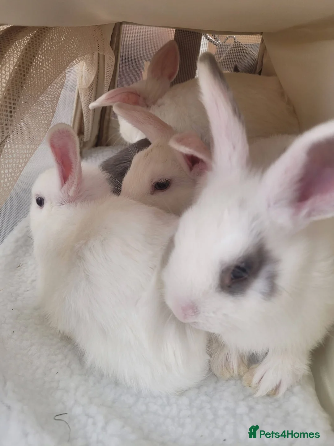 Mixed Breed rabbits for sale: Netherland dwarf x mini lop bunnies - Advert 1