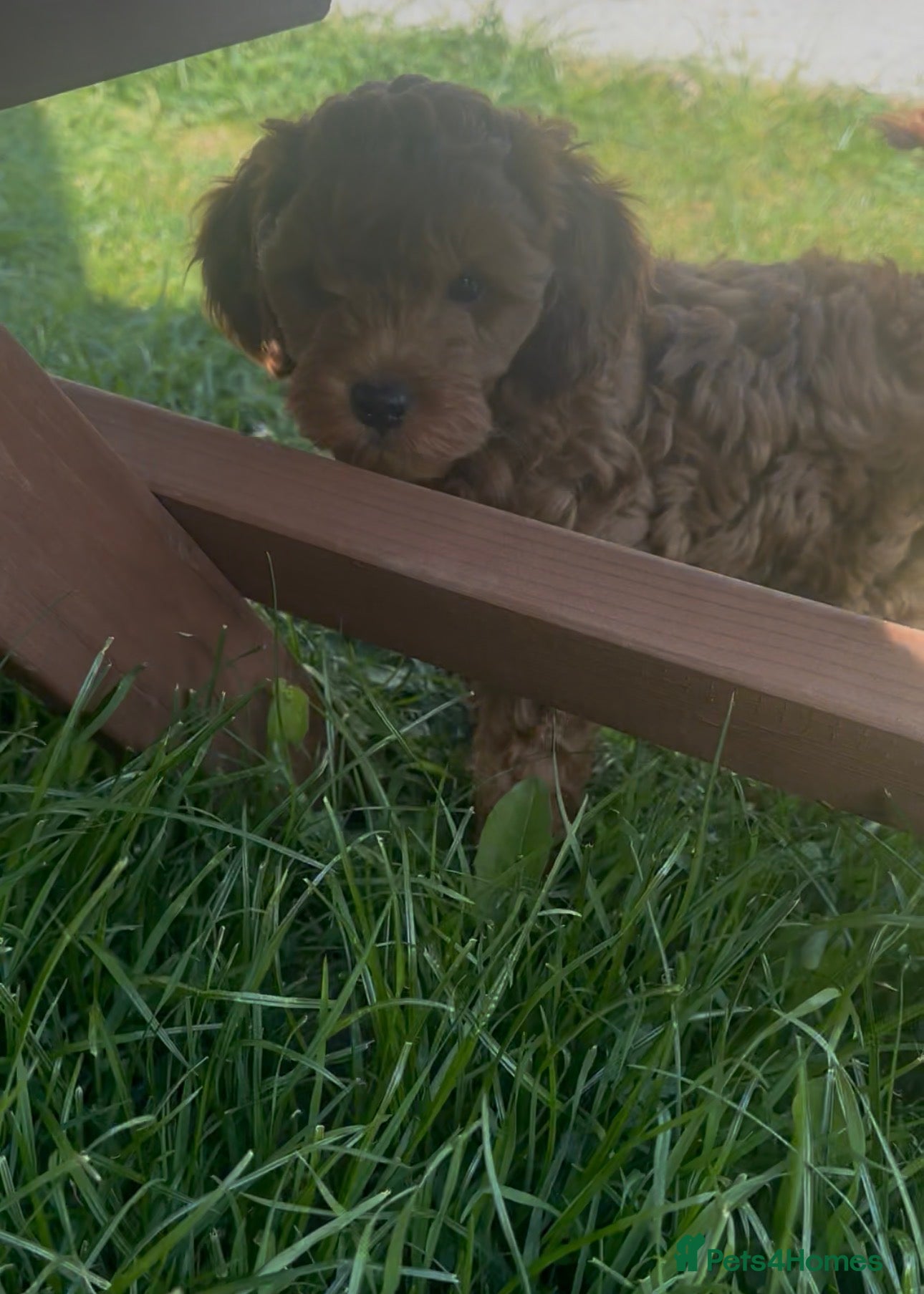 Cockapoo dogs 1 adorable boy 💙 left, ready to leave.  - Advert 2