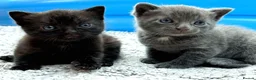 British Shorthair cats for sale: ❤ Beautiful Kittens ❤ – Ready for Loving Homes ❤ in Hull - Advert 1