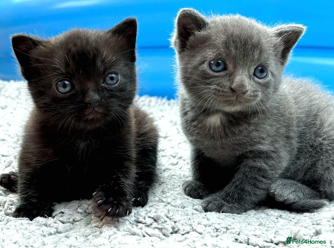 British Shorthair cats for sale: ❤ Beautiful Kittens ❤ – Ready for Loving Homes ❤ in Hull - Advert 1