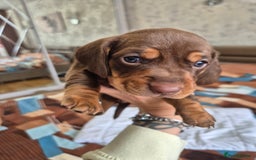 Dachshund dogs for sale: Miniature dachshund puppies PRA CLR - Image 16
