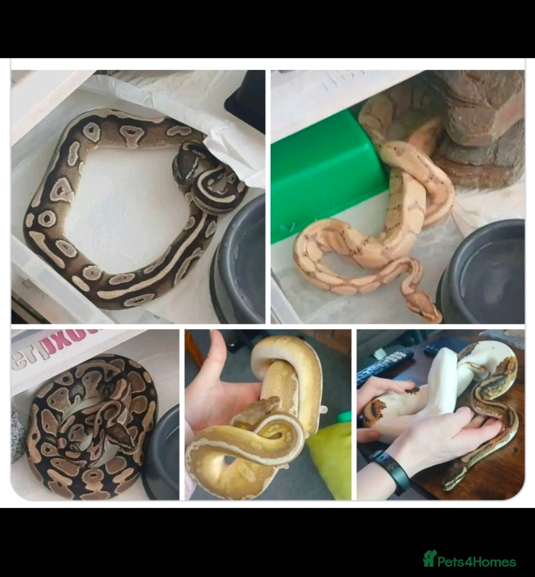 Python Snake reptiles 5 Royal pythons need a new home - Advert 14