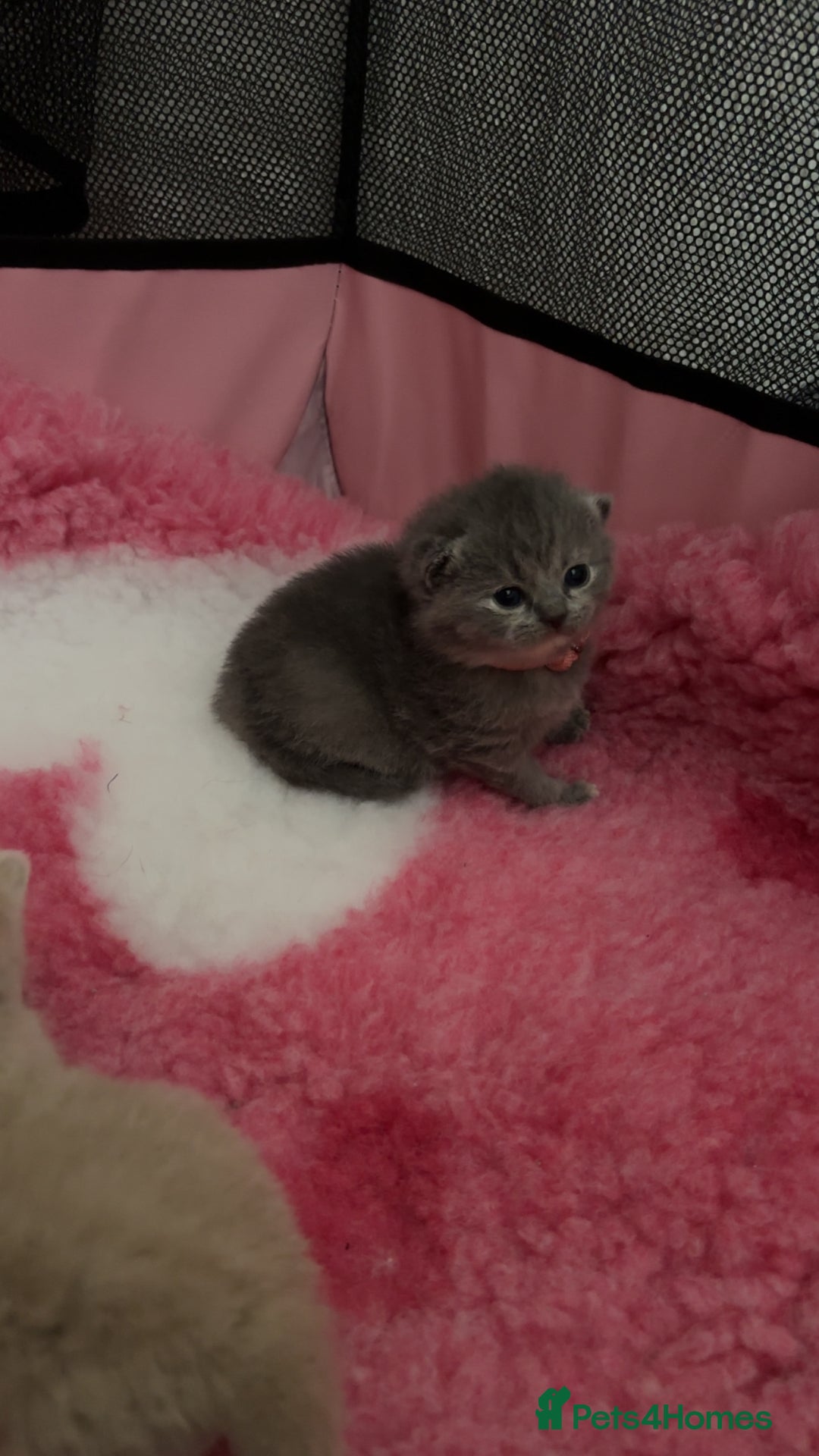 British Shorthair cats for sale: Britishshorthair kittens  - Image 5