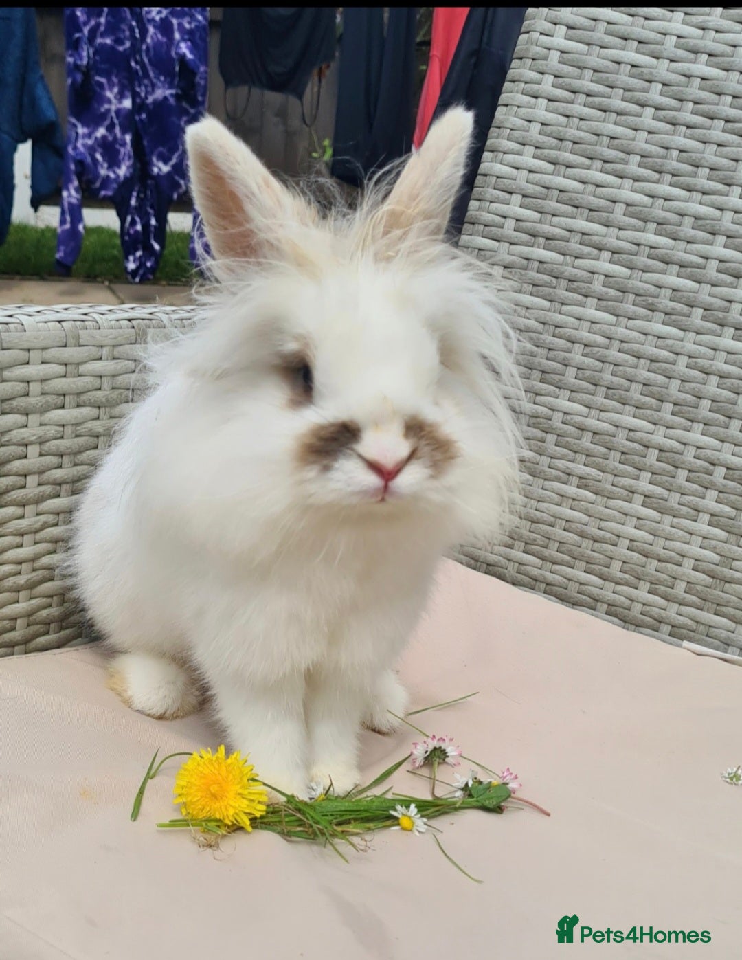 Lionhead rabbits for sale: Double Maned Lionhead Bunnies  - Image 11