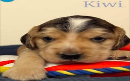 Cocker Spaniel dogs for sale: Show cockers - Image 17