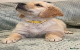 Golden Retriever dogs for sale: Quality Litter Of KC Reg Golden Retriever Puppies  - Image 26