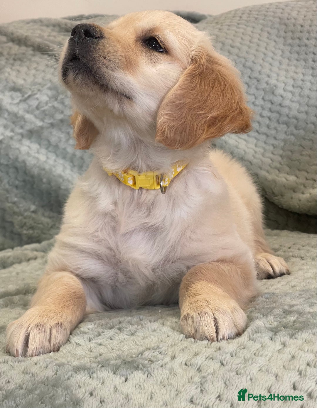 Golden Retriever dogs for sale: Quality Litter Of KC Reg Golden Retriever Puppies  - Image 26