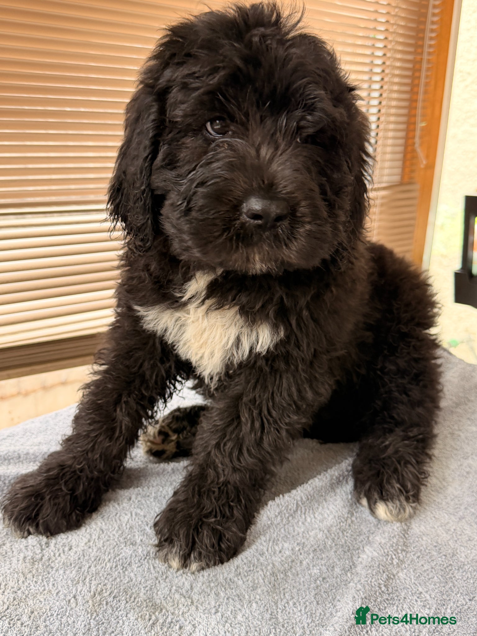 Bernedoodle dogs Stunning bernedoodle pups puppies  - Advert 2