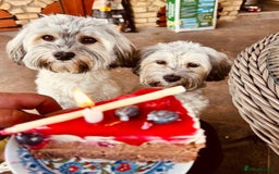 Havanese dogs for stud: Havanese for stud in Feltham - Image 17