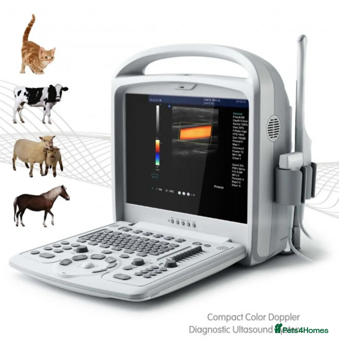 Rottweiler dogs for stud: **** FAUSTINIS TK,S QUANTOM OF SOLICE **** in Preston - Advert 12