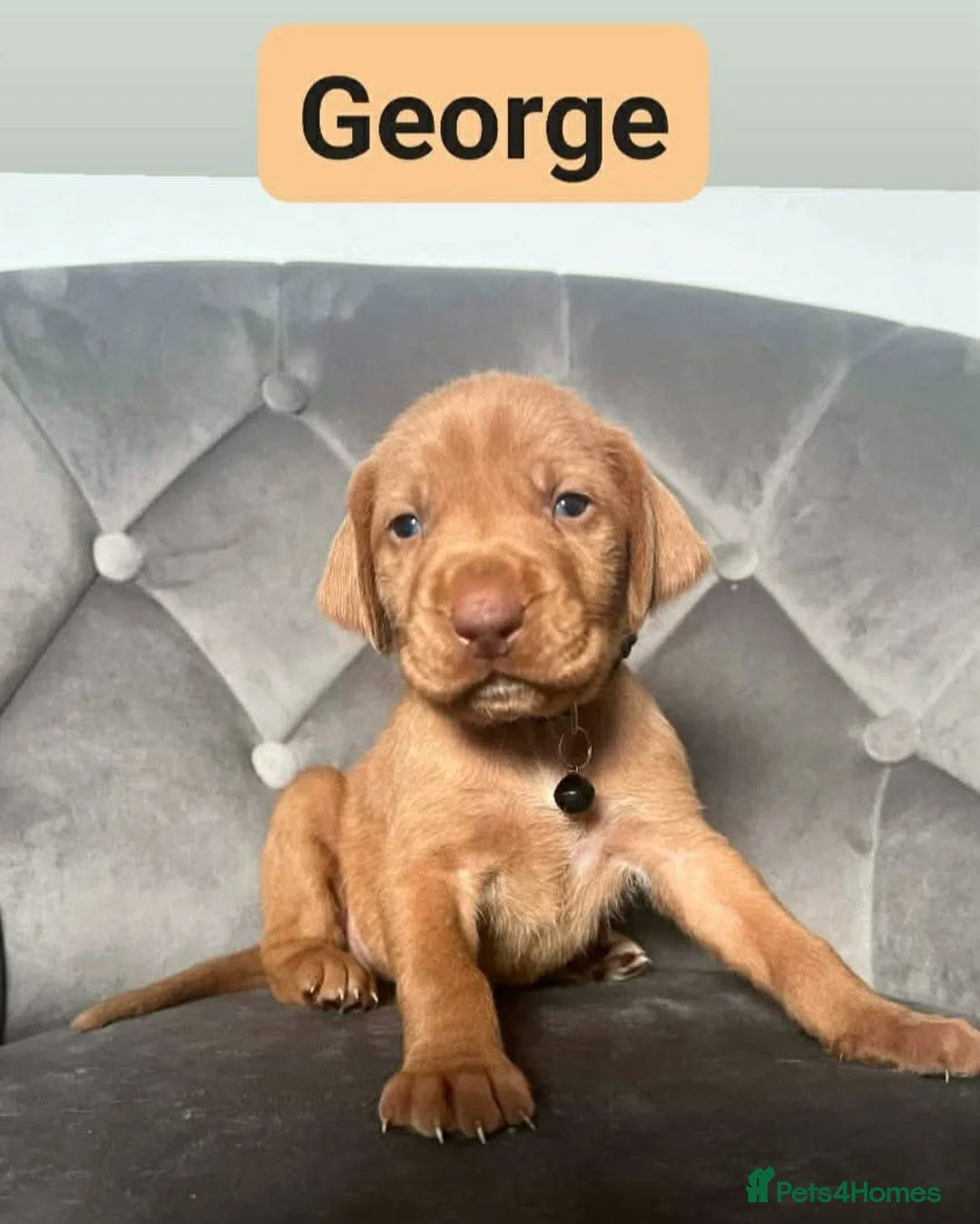 Hungarian Vizsla dogs for sale: Extra Ordinary Beautiful Hungarian Vizsla - Advert 24