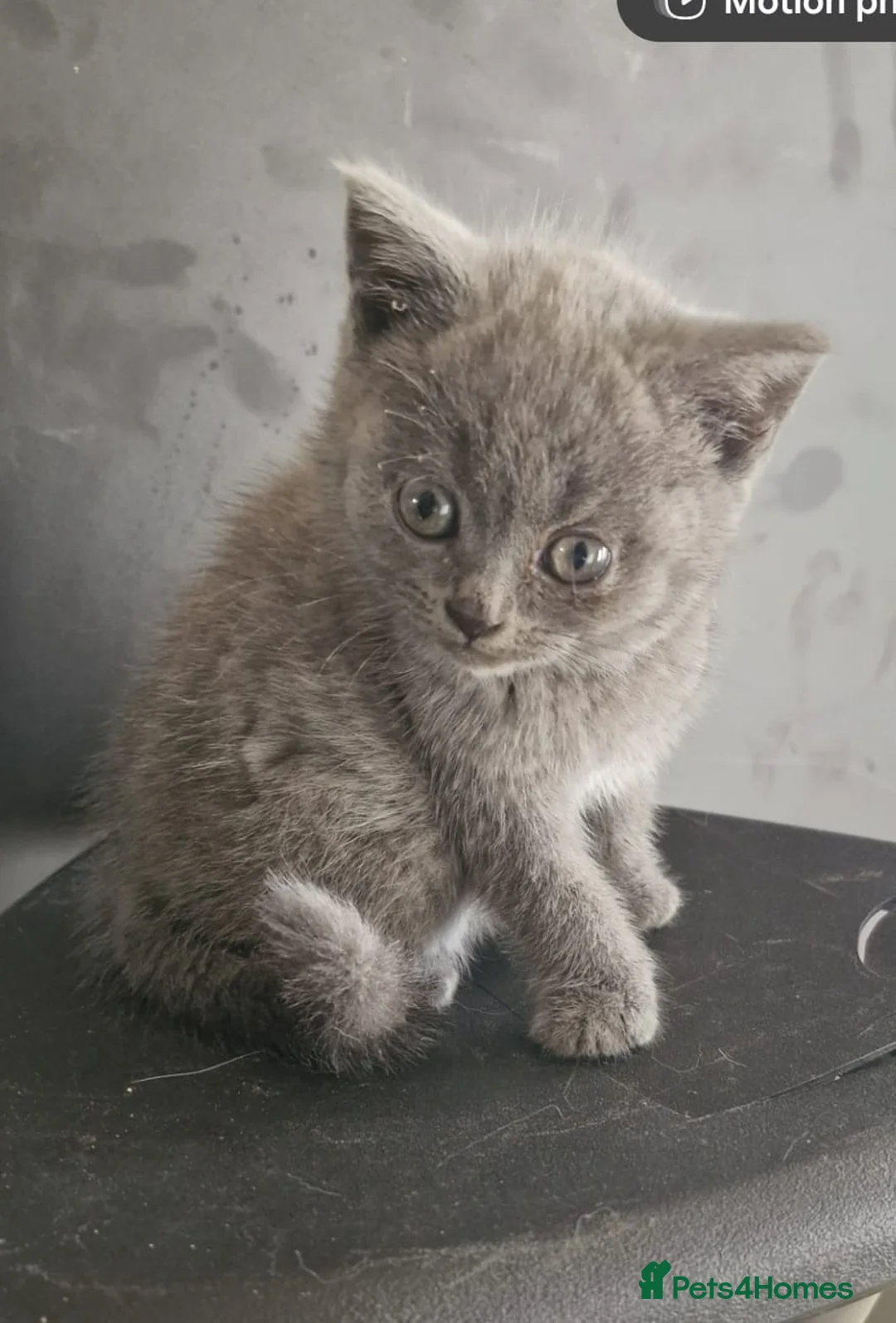 British Shorthair cats for sale: British shorthair boy - Advert 4