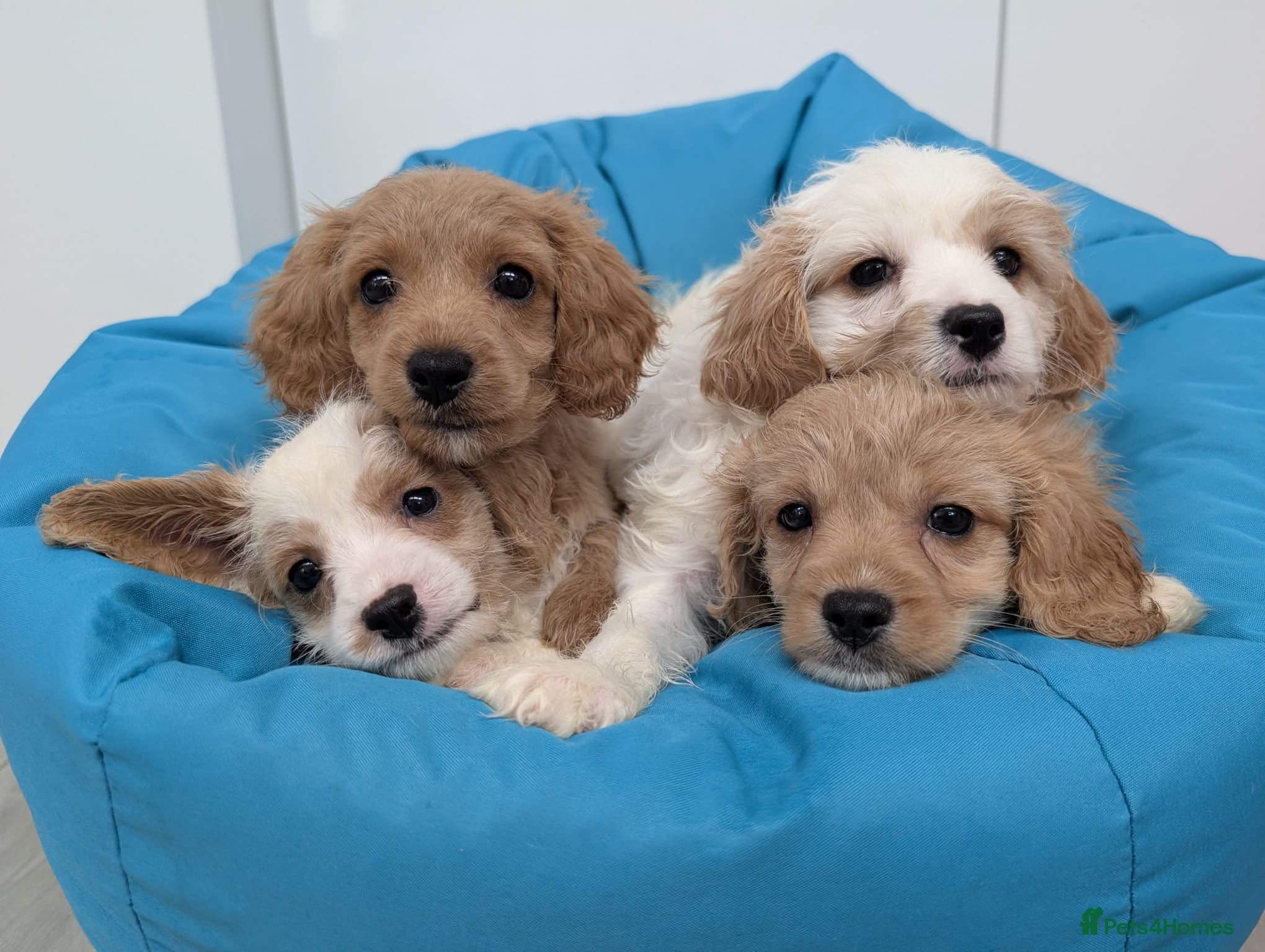 Cavapoo dogs READY TO LEAVE 🐕 CAVAPOO F1 Manchester  - Advert 2