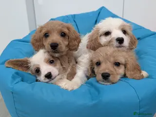 Cavapoo dogs READY TO LEAVE 🐕 CAVAPOO F1 Manchester - Advert 3