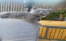British Shorthair cats for sale: READY TO LEAVE Champion bloodline pedigree kittens - Image 30