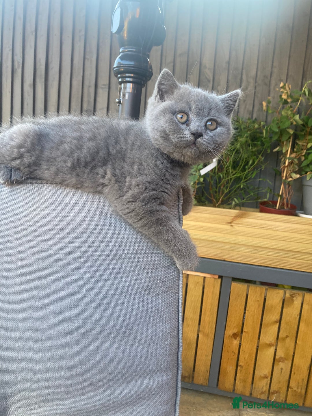 British Shorthair cats for sale: READY TO LEAVE Champion bloodline pedigree kittens - Image 30