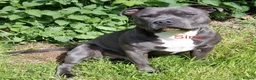 Staffordshire Bull Terrier dogs for sale: KC-Quality,Champion Bloodline,Blue Staffy Pups - Advert 40