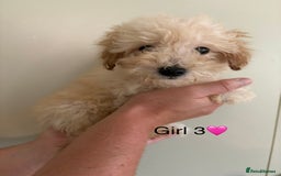 Poochon dogs for sale: Poochon puppies - Image 5