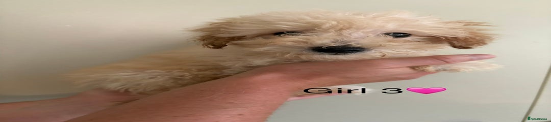 Poochon Puppy 5