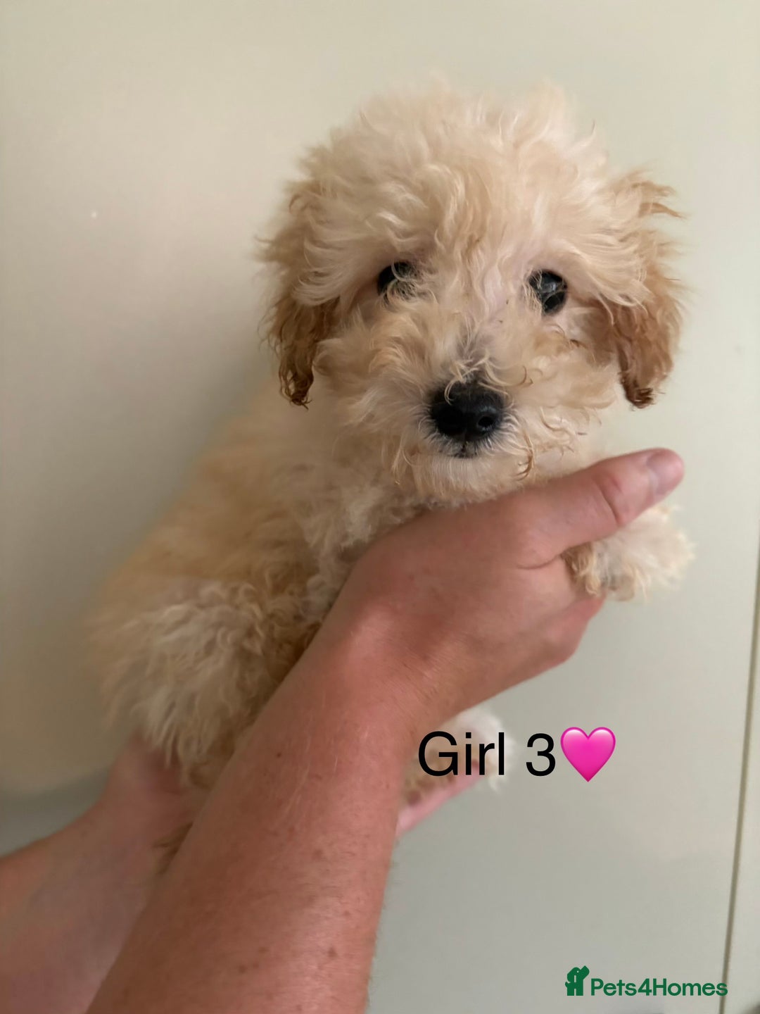 Poochon dogs for sale: Poochon puppies - Image 5