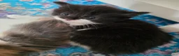 Mixed Breed cats for sale: Adorable Mixed Kittens Ready for Loving Homes - Advert 26