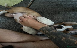 Mixed Breed dogs for sale: Collie x Huntaway Pup - Image 5