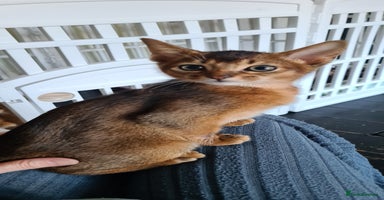 Abyssinian cats - Advert 1