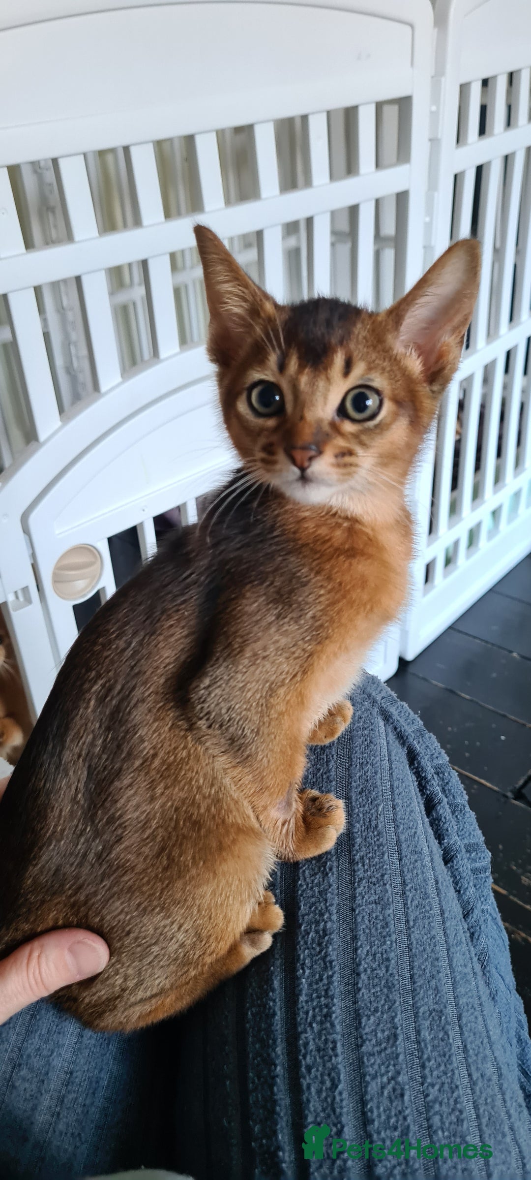 Abyssinian cats for sale: Pedigree abysinnian kittens - Image 3