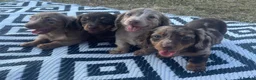 Miniature Dachshund dogs for sale: Miniature longhaired dachshund  in Rochester - Advert 9