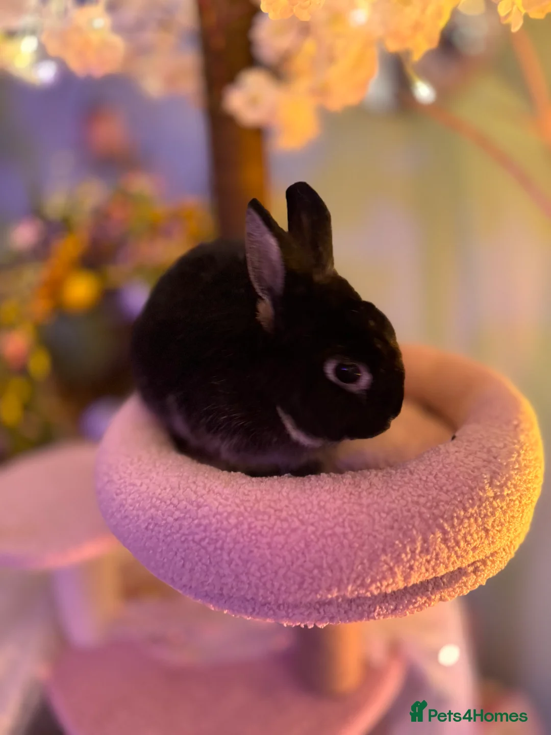 Netherland Dwarf rabbits for sale: Urgent rehoming. Young Netherland dwarf+ mini lop - Advert 28