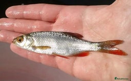 Koi Carp fish for sale: Pond fish  gost carp  gold fish  and more - Image 8