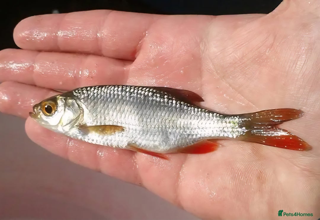 Koi Carp fish for sale: Pond fish  gost carp  gold fish  and more - Image 8