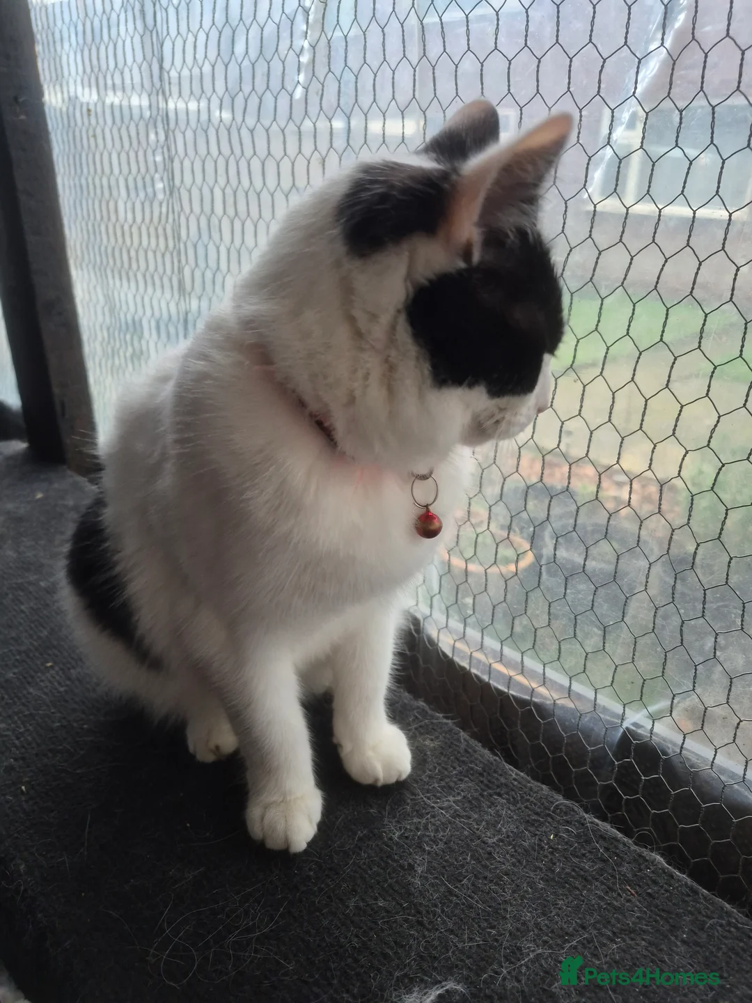 Mixed Breed cats for sale: Tinkerbell  - Advert 2