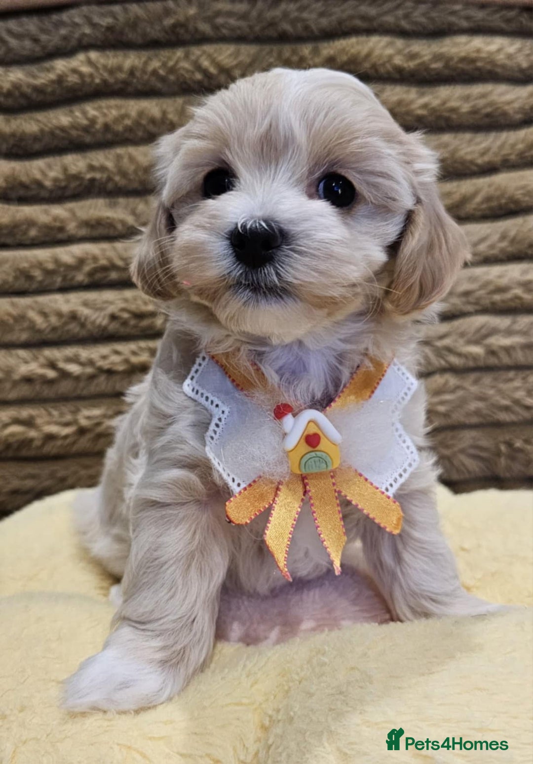 Maltipoo dogs for sale: F1 Beautiful Maltipoo Girls - Advert 2
