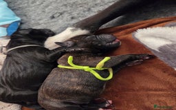 Mixed Breed dogs for sale: Beautiful Collie x K.C Staffy Pups  - Image 20