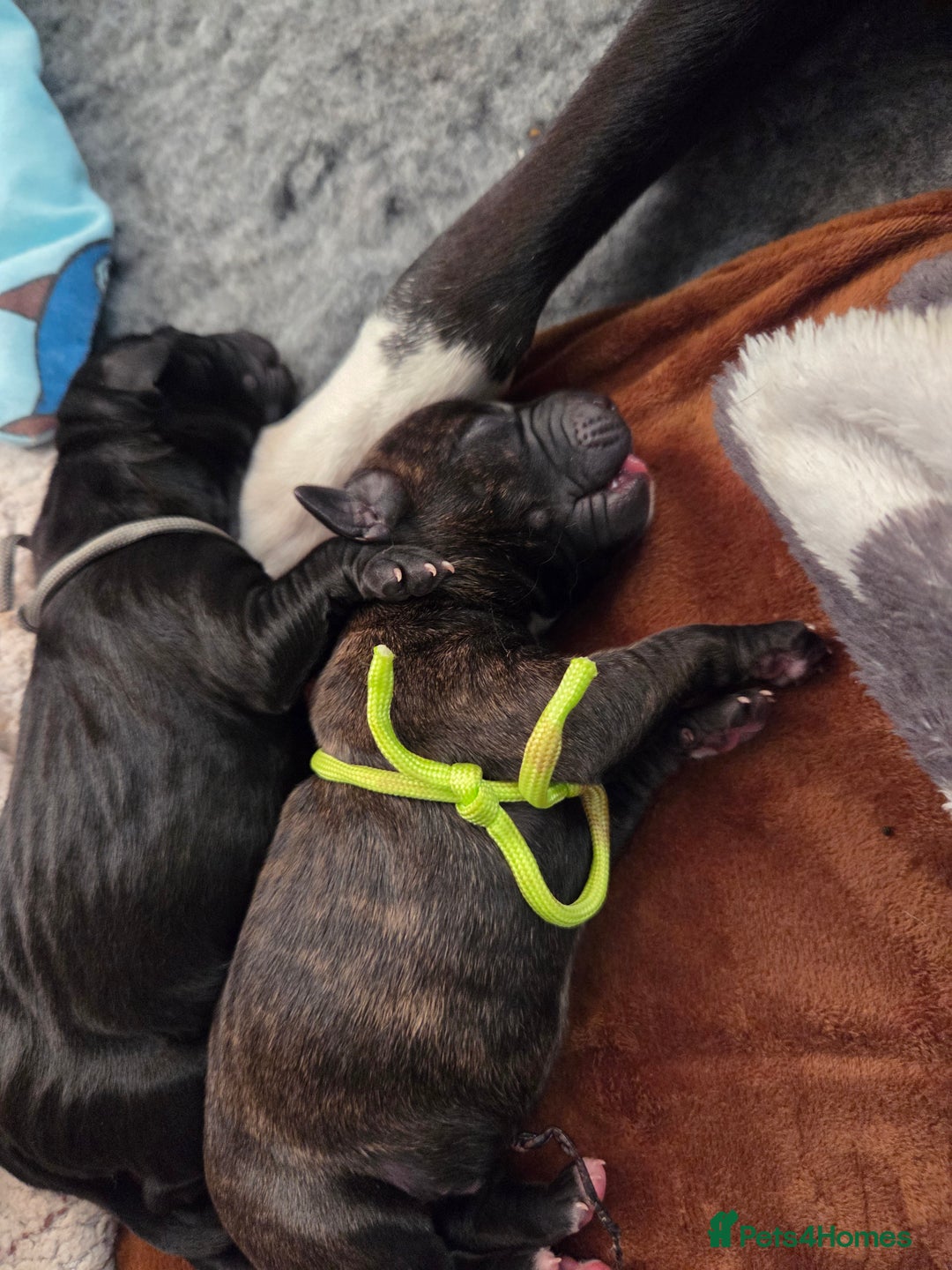 Mixed Breed dogs for sale: Beautiful Collie x K.C Staffy Pups  - Image 20