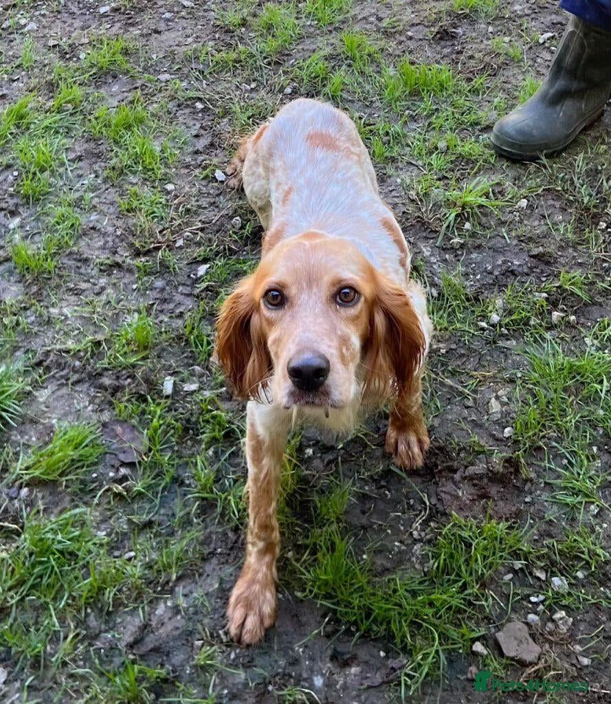 English Setter dogs Nacho - Advert 2