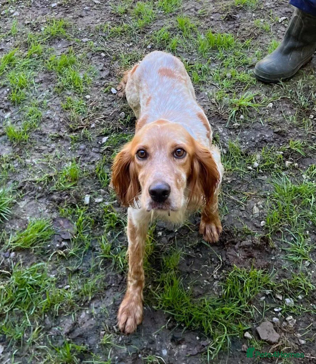 English Setter dogs for adoption: Nacho in Tonypandy - Advert 1