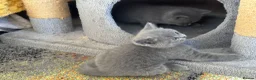 British Shorthair cats for sale: 3 stunning BSH Kittens available now  - Advert 5