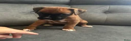 Boxer dogs for sale: Bobtail puppy boxers  - Advert 11