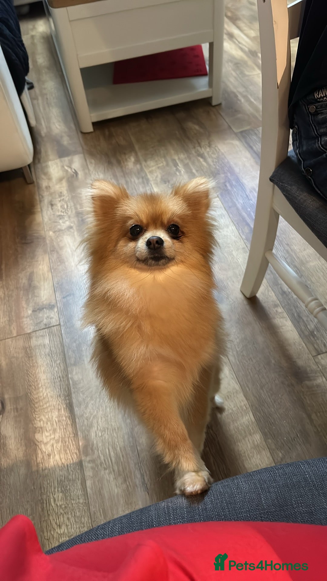 Pomeranian dogs Pomeranian puppy  - Advert 12