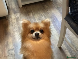 Pomeranian dogs Pomeranian puppy - Advert 1