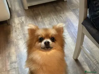 Pomeranian dogs Pomeranian puppy - Advert 20