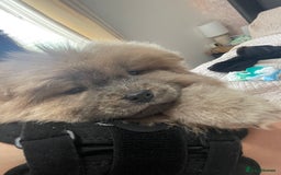Chow Chow dogs for sale: Chow chow pups - Image 14